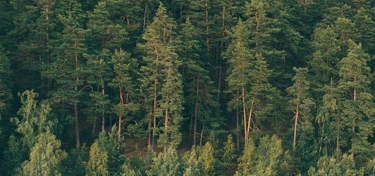 Повышение продуктивности насаждений сосны и ели на основе комплексной оценки генотипов